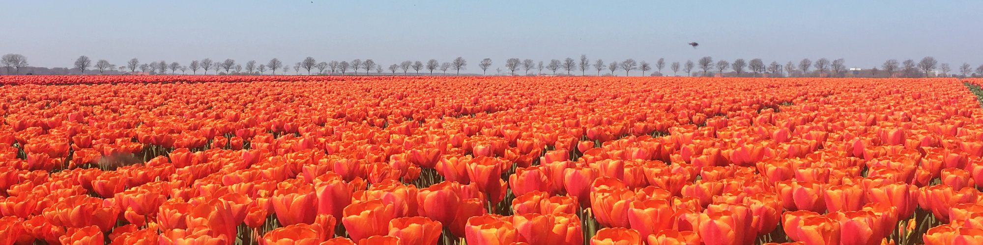 Tulip Ride Cycle Capital